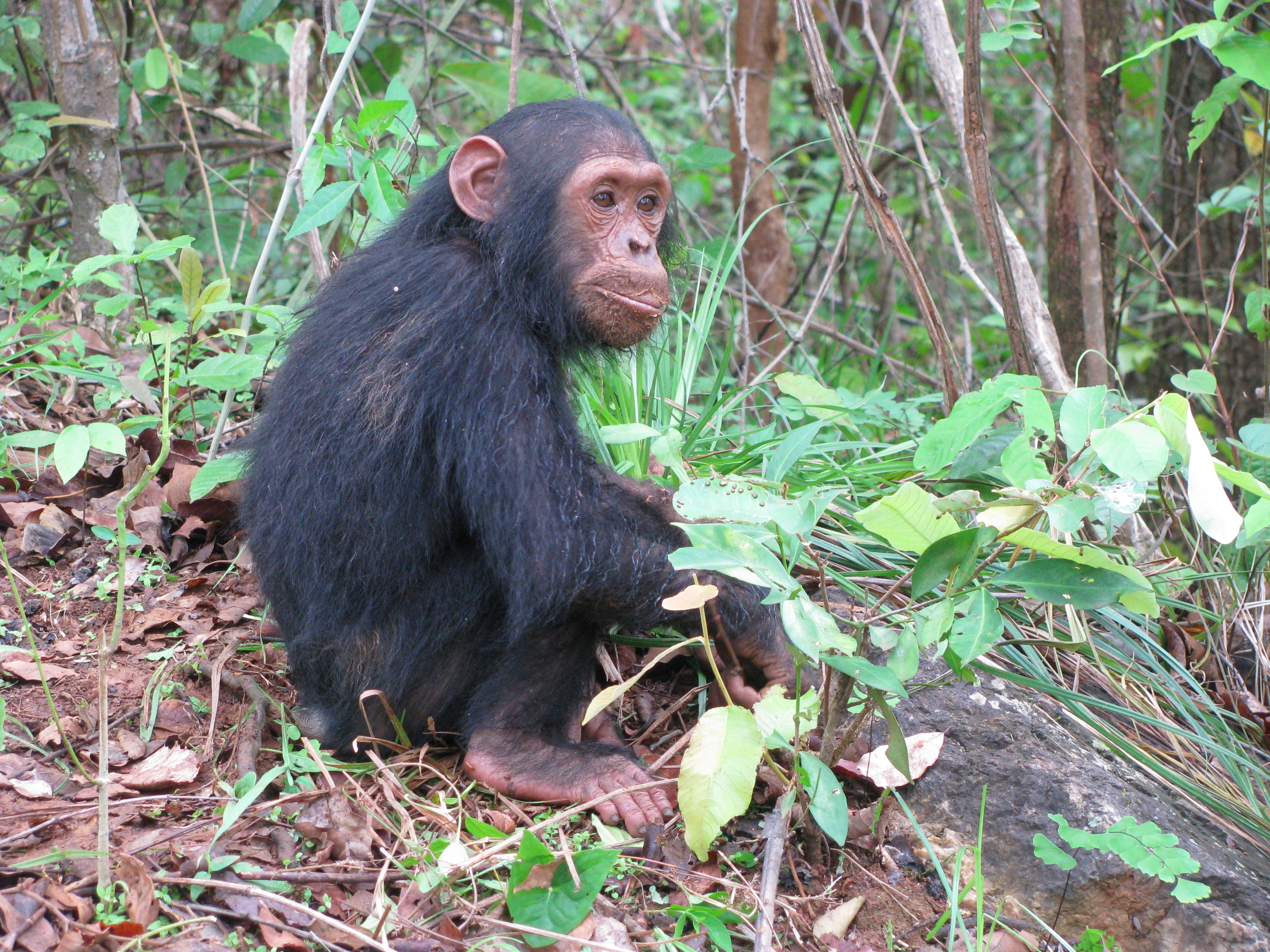 Chimpanzee, Gombe National Park, (Photo: mzungumemoir.wordpress.com)